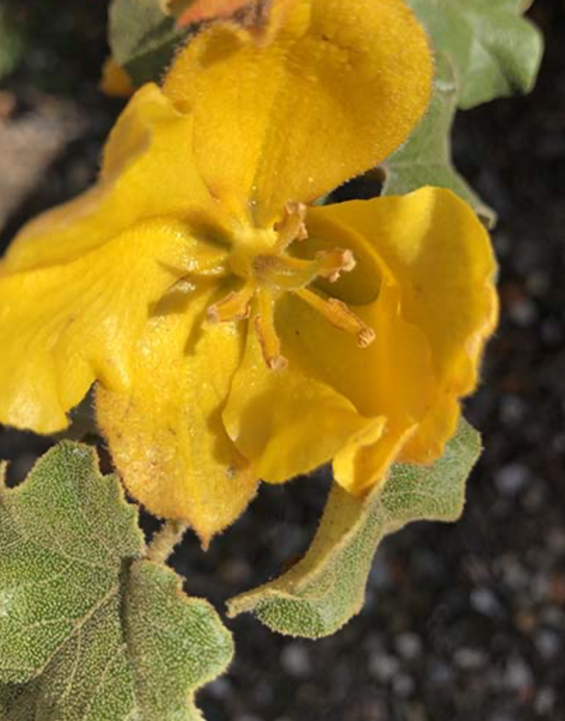 <p>flannel bush</p><p>is a bush, distinct yellow flowers, </p><p>and distinct leave shape like a fused clover <em>Grewia occidentalis</em><span> lavender starflower</span></p>