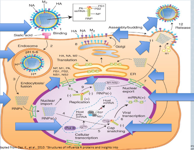 inside endosomes