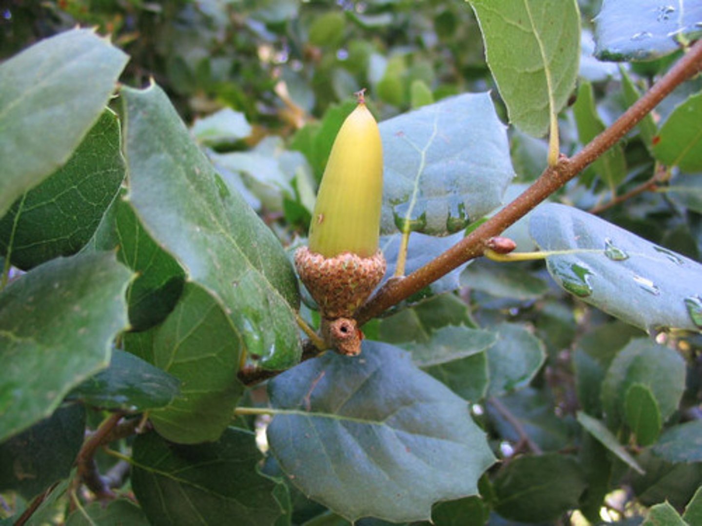 <p>Traits: Multi-tiered (canopy, understory, ground layer); dominated by oaks; rich soils; moist microclimate.</p><p>Plant Adaptations: Shade tolerance, deep roots, acorn production, diverse understory plants.</p>