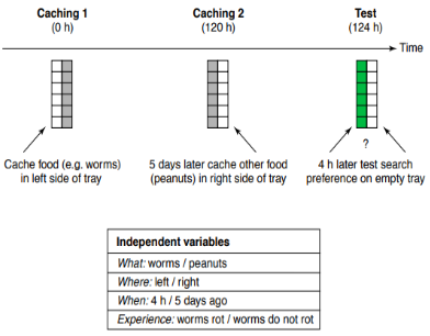 <p>had jays engage in instinctual caching behaviour in controlled environment:</p><ul><li><p>they were provided with a grub, which they stash in the exposed side of a tray (which is then covered up) to eat when they want (cach 1)</p></li><li><p>they were provided with peanuts 5 days later, which was stashed in the right side of the tray (cach 2)</p></li></ul><p>then observed what tray they went to 124 hours later</p><p></p>