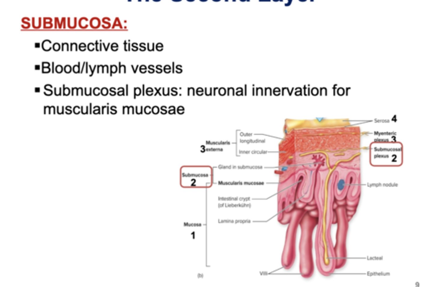 <p>☆ Submucosa:</p><p>- Connective tissue</p><p>- Blood/lymph vessels</p><p>- Submucosal plexus: neuronal innervation for muscularis mucosae (network of neurons) </p>