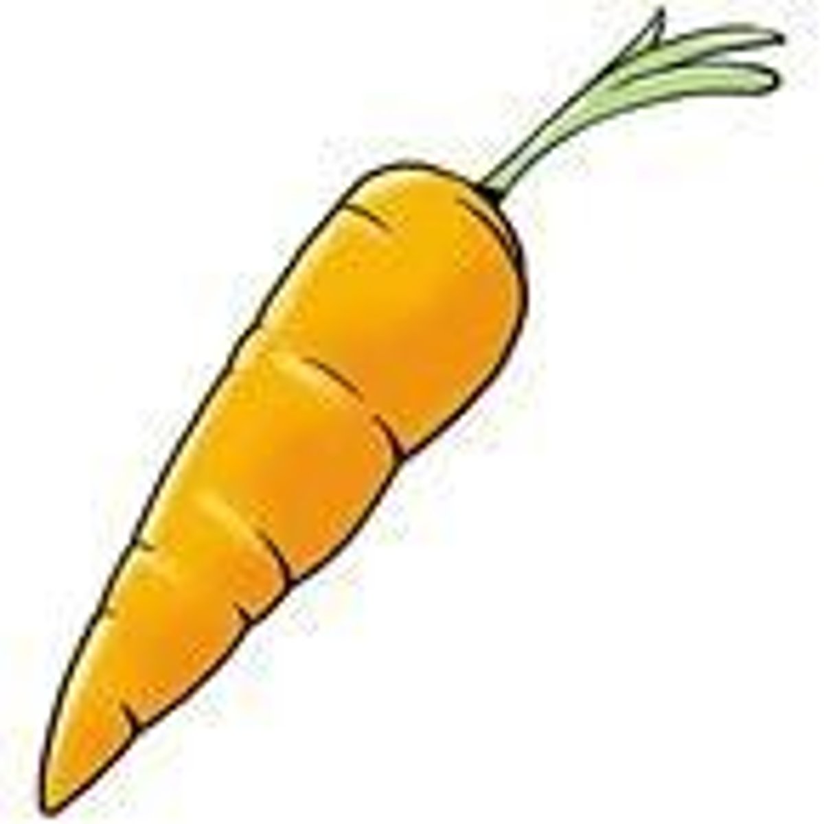 <p>Why is the carrot a eudicot?</p>