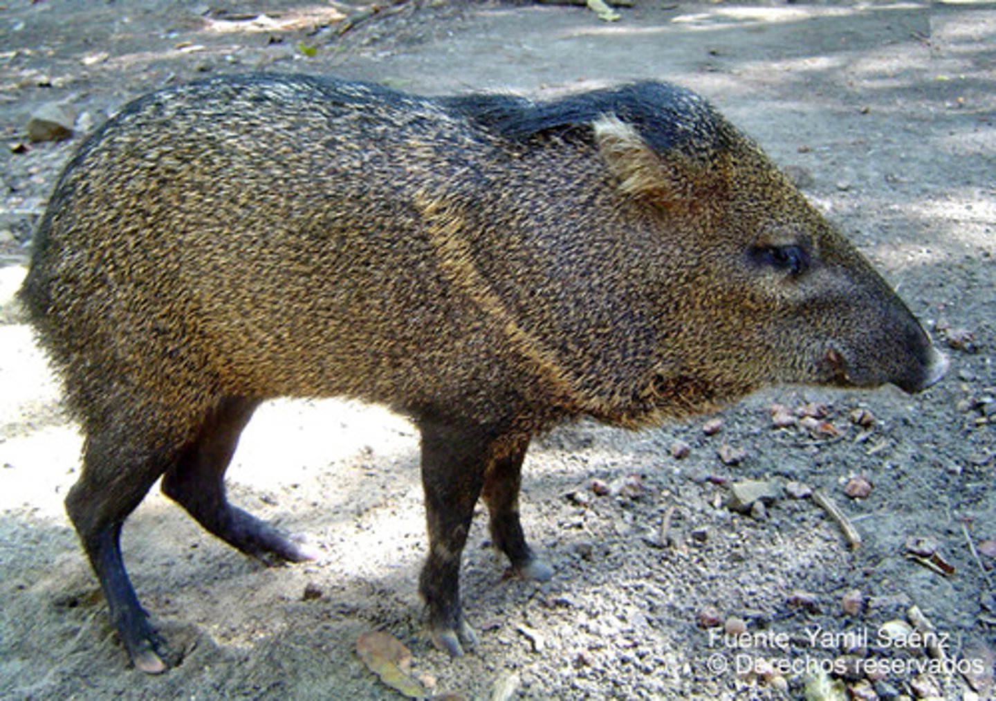 <p> order, family?</p>