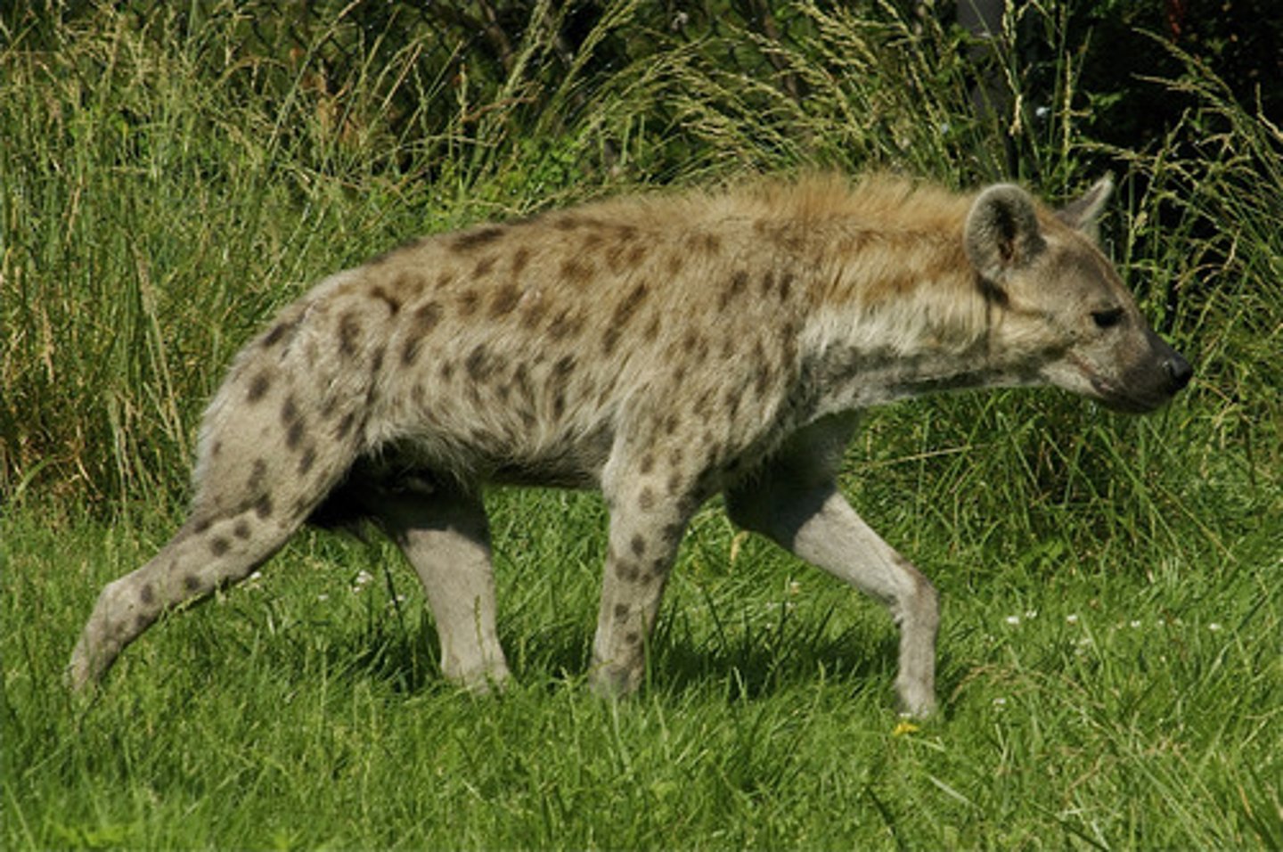 <p>Spotted hyena</p>