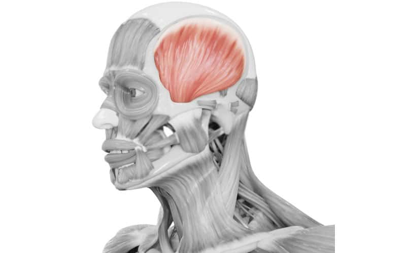 <p>¿Cuál es el músculo, su origen, inserción y función?</p>
