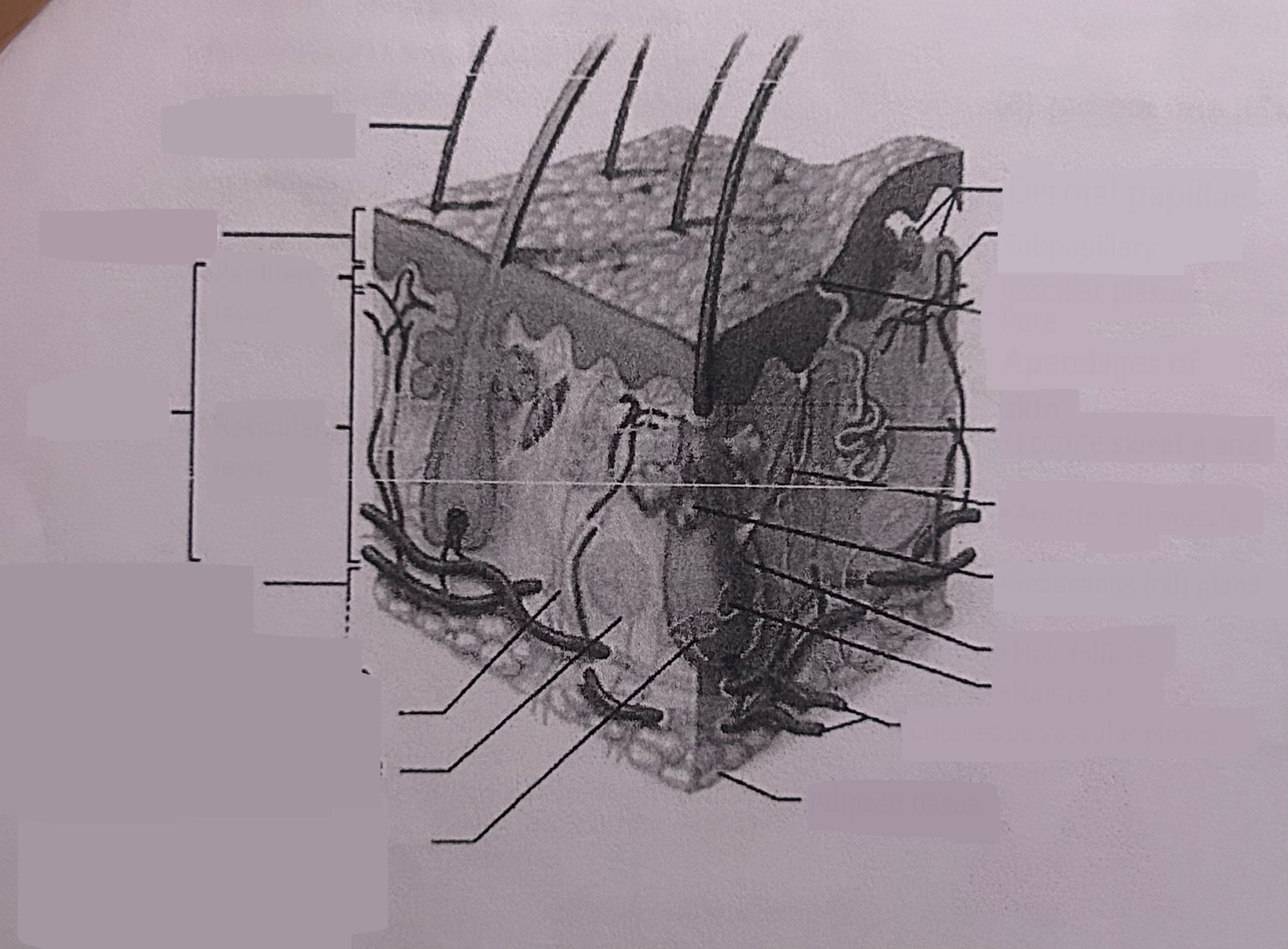 term image