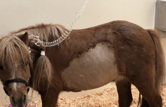 <p>1. restoring perfusion and oxygen delivery to tissues by correcting fluid deficits</p><p>2. stopping further blood loss</p>