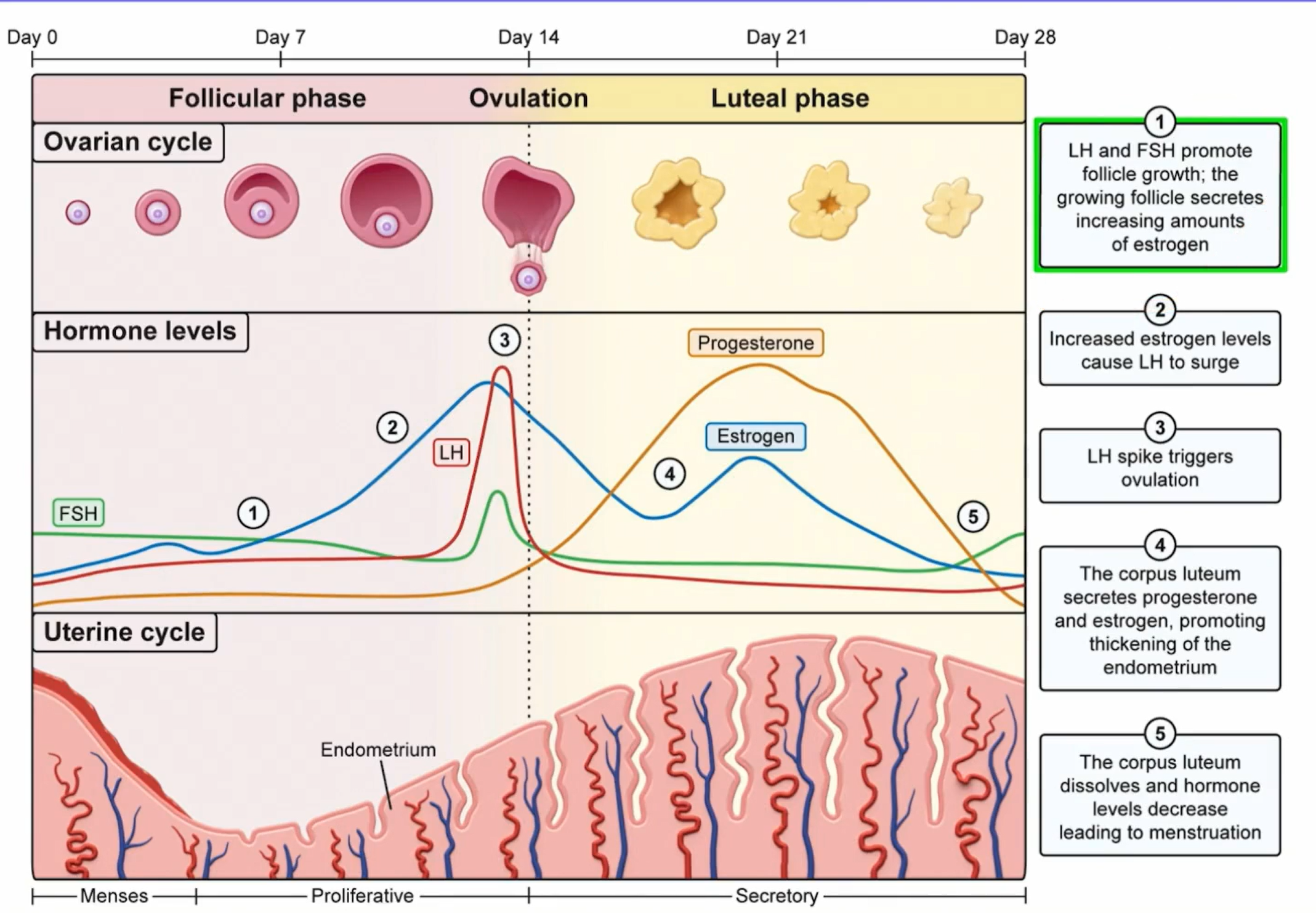 <p>1) primordial follicles, primary oocyte, and a thin layer of granulosa cells; follicular development is being slowly initiated by FSH, stimulating the Granulosa Cells</p><p>2) layer of thecal cells form --&gt; thecal + granulosa = follicular cells that secrete estrogen (LH stimulates thecal cells to make androgens from cholesterol, and the androgens diffuse to granulosa cells to be converted into estradiol/estrogen via aromatase)</p><p>3) antrum formation due to estrogen secretion from follicular cells</p><p>4) continual development of the follicle and antrum (recruitable antrum follicle)</p><p>5) Before ovulation, the secondary oocyte (&amp; polar body) are formed</p><p>- FSH levels are low because of inhibin secreted from the developing follicle</p><p>- All other follicles die off, the one that is the most sensitive to FSH (adaptable with lower levels) survives</p><p>6) Ovulation occurs - the follicle bursts due to the high pressure of the antrum buildup</p><p>7) Increased levels of estrogen and LH lead to corpus luteum formation from the remnants of the follicle</p><p>8) Corpus luteum stays alive, secreting more estrogen but mainly progesterone for about 2 weeks, waiting for fertilization to occur</p><p>9) If no fertilization: CL degrades, decreased levels of estrogen and progesterone, and menses/restart of follicular phase</p><p>If fertilization occurs, the CL luteum stays alive, and hCG is released from the embryo (similar to LH)</p>