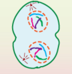 <p>What phase of mitosis is shown?</p>