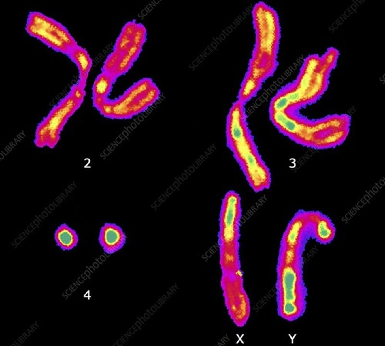 <p>-diploid and have 4 pairs of chromosomes</p><p>-females have 4 homologous pairs and males have 3 because X and Y are not homologous</p>