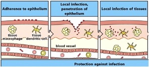 <ul><li><p><span>1. Prevention – barriers</span></p></li><li><p><span>2. Awareness-recognition – barrier cells are alerted, with mechanisms present to recognise an infection</span></p></li><li><p><span>3. Immediate Response: innate immune cells</span></p></li></ul><p></p>