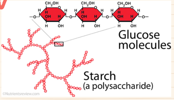 <p>• complex sugar • made up of chains/branches of monosaccharide • storage and structure • examples: starches</p>