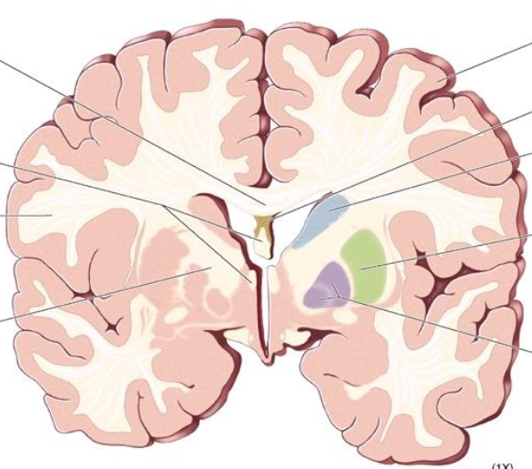 <p>What is the yellow part of this basal ganglia?</p>