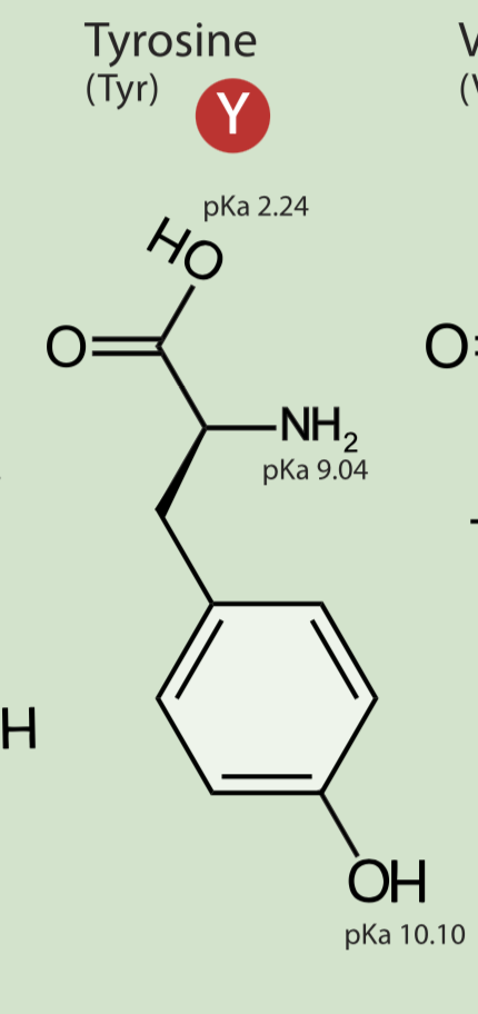 <p>polar hydrophilic AROMATIC</p>