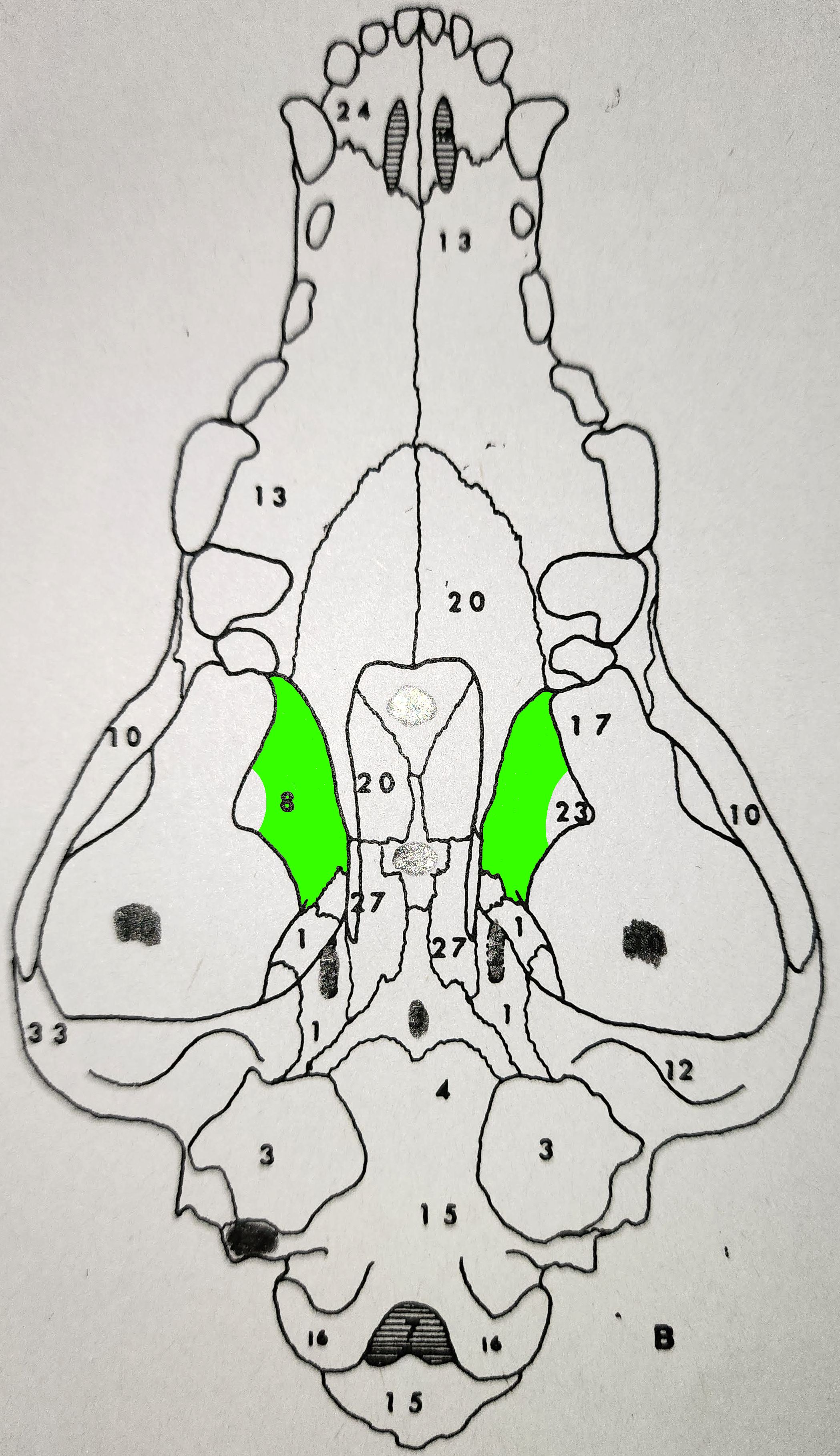 knowt flashcard image