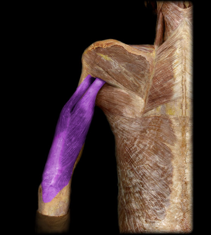 <p>Triceps brachii, medial head</p>