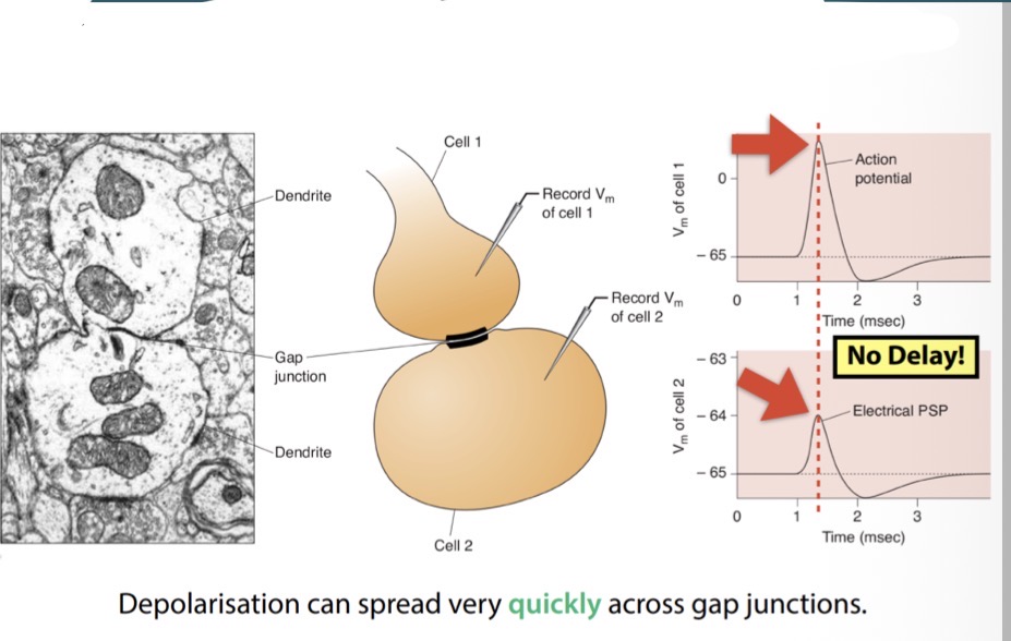 <p>How can depolarisation spread quickly across gap junctions?</p>