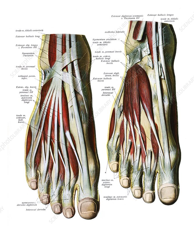 <p>What tendons run proximal-distal across the foot?</p>