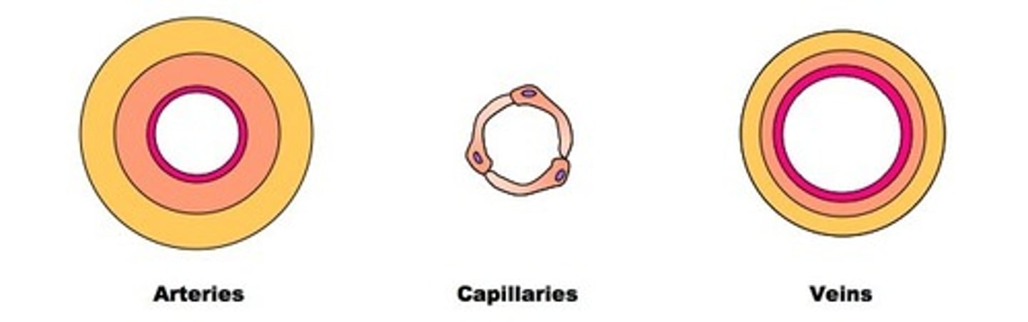 <p>Arteries: small lumen, thick muscular wall to handle pressure of blood from heart</p><p>Veins: have large lumen to transport blood back to heart, have valves to prevent backflow of blood</p><p>Capillaries: One cell thick to allow diffusion of substances</p>
