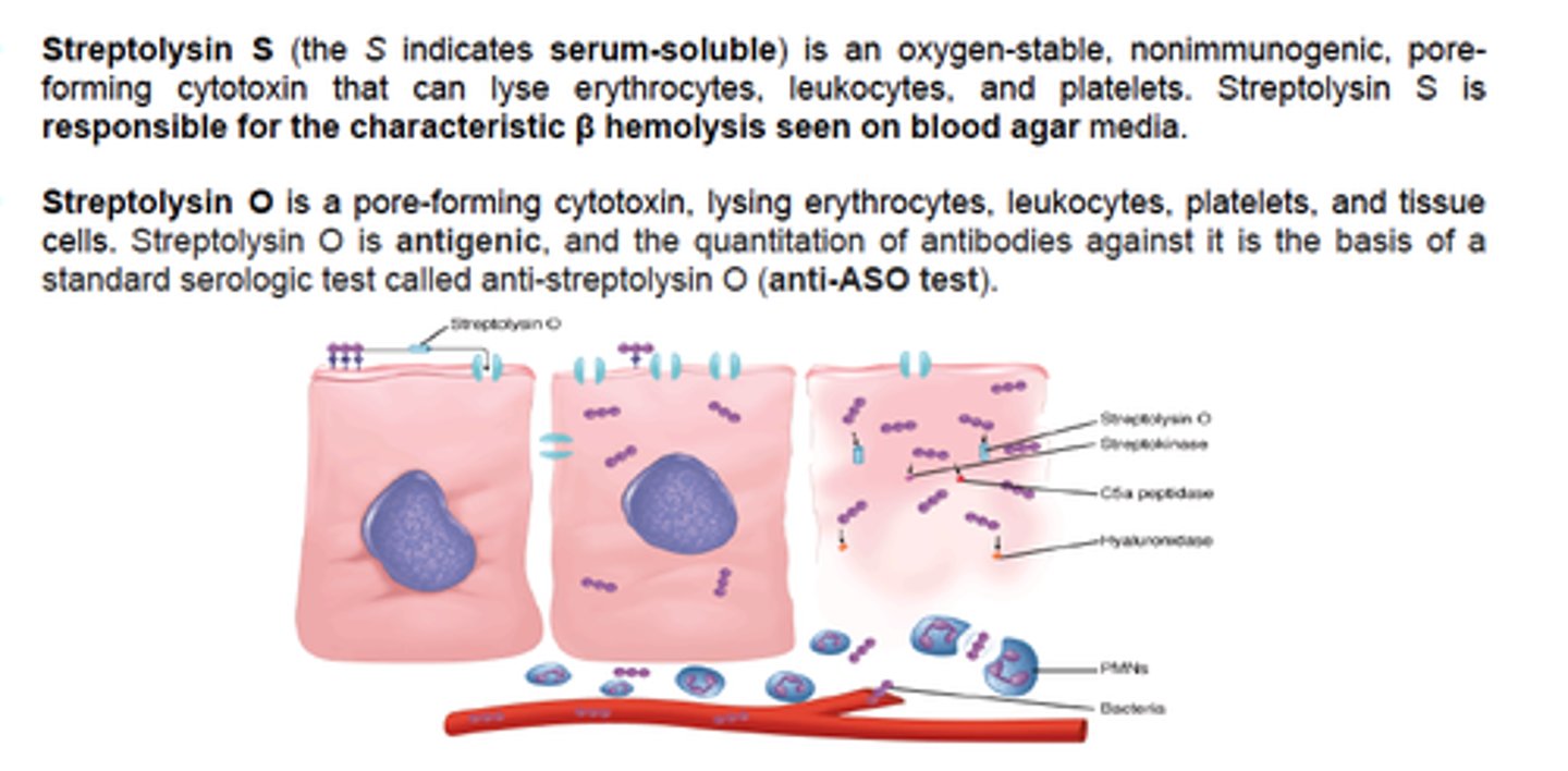 <p>hemolysins produced by streptococci; lyse RBCs</p>