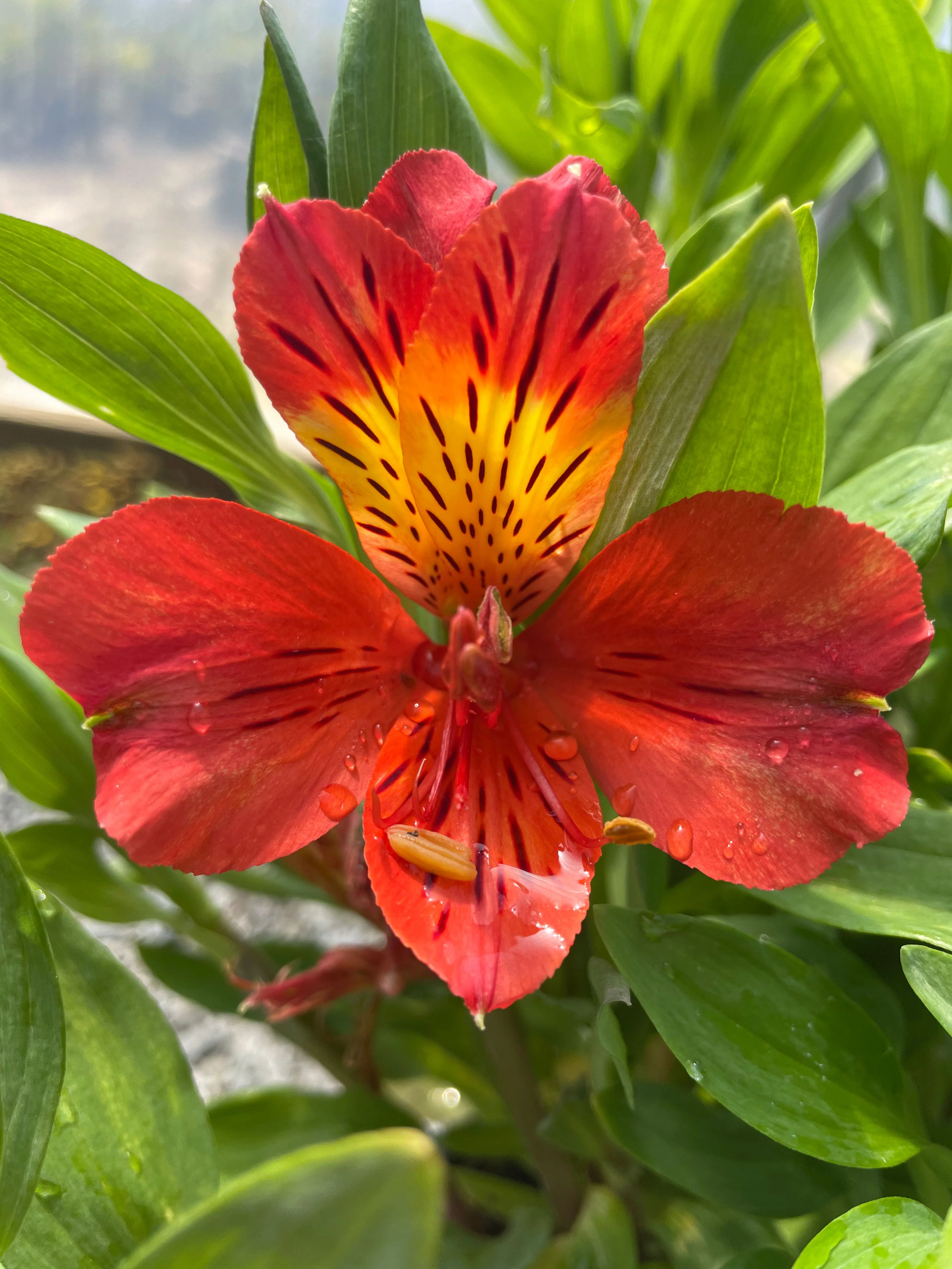 <p>Alstroemeria</p>