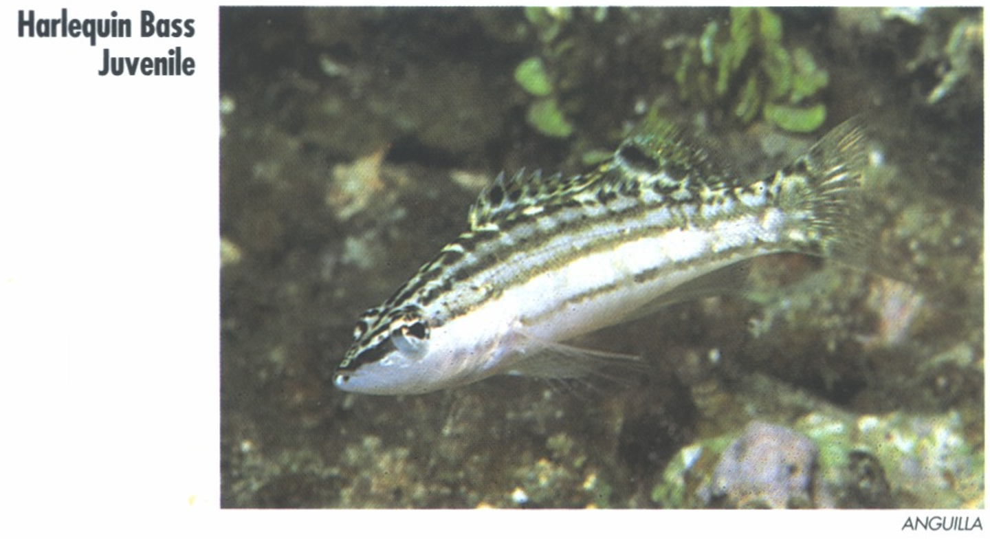 <p><span>Harlequin Bass Juvenile.</span></p>