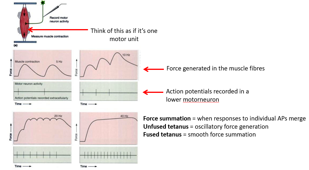 <p>A very different kind of summation compared to summation of action potentials in excitatory post synapses </p><p></p><p>Looking at the image</p><ul><li><p>when we increase rate of action potentials to 10Hz, we get a phenomenon called force summation - where the generation of force within the motor unit rides upon the force that was already generated</p></li><li><p>further increasing results in smoother and smoother muscle contractions </p></li></ul><p></p><p><strong>Force summation</strong>: where the responses to individual action potentials summate (can be seen in the top right, bottom left and bottom right images)</p><p><strong>Unfused tetanus</strong>: oscillatory force generation (top right and bottom left images)</p><p><strong>Fused tetanus</strong>: smooth force summation - generates maximal force within an individual motor unit (bottom right image) - when all possible binding site within the motor unit are activated </p><p></p>
