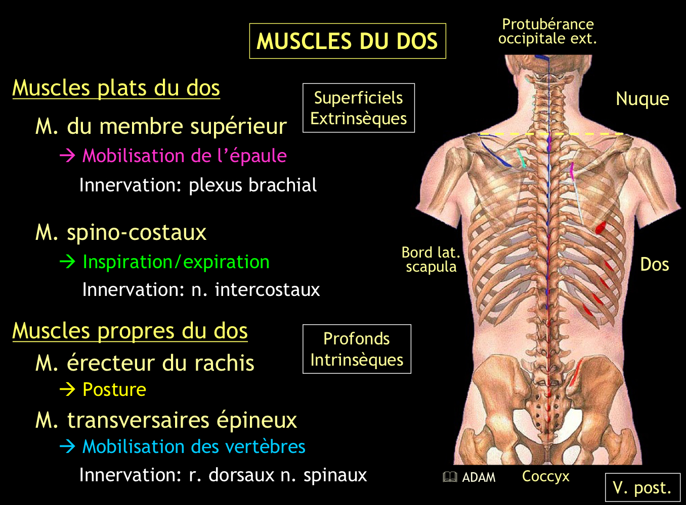 <p>→ Le plan superficiel (muscle érecteur du rachis) et le plan profond (groupe transversaire-épineux)</p>