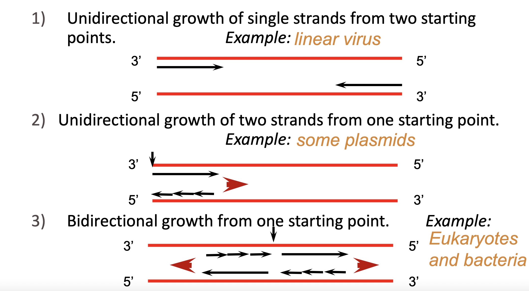 * DNA is always synthesized in the 5'-to-3' direction
* Unidirectional growth of a single strand from two points
* Unidirectional growth of two strands from one point
* Bidirectional growth from one point
