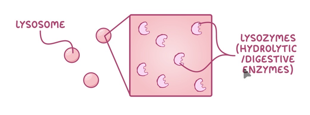 <ul><li><p>Round organelles</p></li><li><p>Contain hydrolytic enzymes</p></li><li><p>Surrounded by membrane to keep enzymes separate from cytoplasm of cell</p></li></ul><p></p>