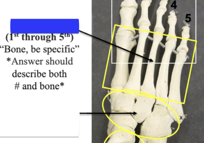 <p>Bone be specific </p>