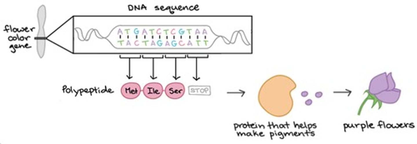 <p>Sequence of bases along a gene.</p>