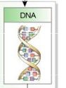 <p>gives directions for its own replication and directs the synthesis of rNA, and through this controls protein synthesis ; double-stranded</p>