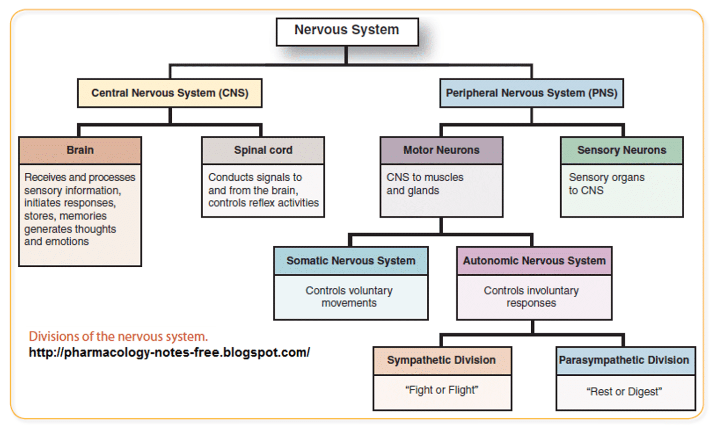 <p>motor neurons: cns to muscles and glands </p><p>sensory neurons: sensory organs to cns </p>