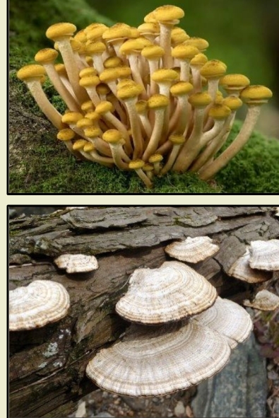 <p><strong>Phylum Basidiomycota – “Club Fungi”</strong> </p><p class=""><strong>Structure:</strong></p><ul><li><p class=""><strong>Septate hyphae</strong></p></li><li><p class=""><strong>Non-flagellated spores</strong></p></li></ul><p class=""><strong>Reproduction:</strong></p><ul><li><p class=""><strong>Mostly sexual reproduction</strong></p></li><li><p class="">Produces <strong>basidiospores</strong> (sexual spores)</p></li><li><p class="">Spores form on <strong>club-shaped basidia</strong></p></li><li><p class="">Basidia are found inside <strong>basidiocarps</strong> (fruiting bodies like mushrooms)</p></li><li><p class="">Has an <strong>extensive dikaryotic stage</strong> (cells with two nuclei before fusion)</p></li></ul><p class=""><strong>Ecological Role:</strong></p><ul><li><p class=""><strong>Important decomposers</strong> of wood and plant material</p></li></ul><p class=""><strong>Examples:</strong></p><ul><li><p class=""><strong>Edible mushrooms</strong></p></li><li><p class=""><strong>Shelf fungi</strong></p></li><li><p class=""><strong>Rusts and smuts</strong> (plant pathogens)</p></li></ul><p></p>