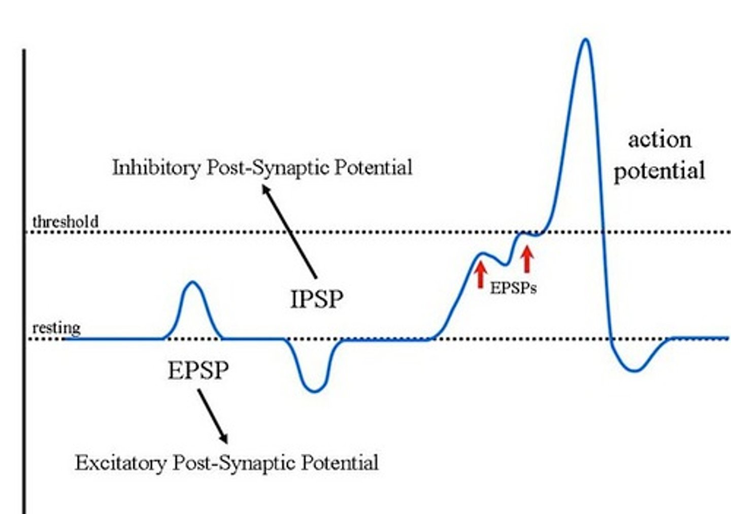 <p>a postsynaptic potential that makes it less likely that the postsynaptic neuron will reach threshold potential; created by neurotransmitters like GABA that stimulate Cl- channels to open</p>