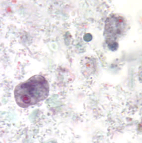 <p>Professor: Dr. Glena Fe A. Yapchulay-Alcabasa</p>