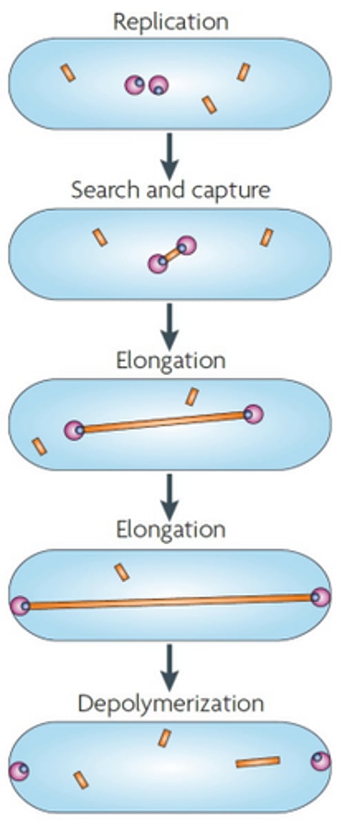 <p>Protein involved in partitioning in low copy plasmids. Forms an actin-like filament via polymerisation. Binds to the ParR protein. Depolymerises once the plasmid reaches the pole of the cell. Yellow rectangle in diagram.</p>