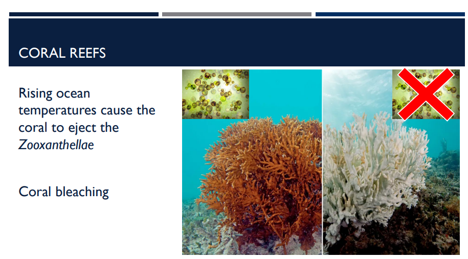 <p>When ocean water gets too warm (even by just 1–2°C above normal), corals become stressed. <span data-name="frowning_face" data-type="emoji">☹</span> </p><p>What happens?</p>