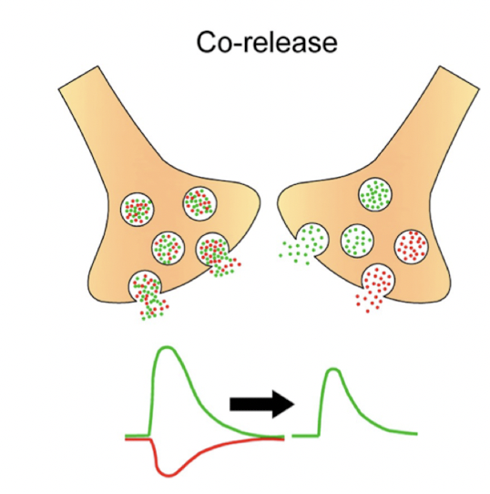 2 NTs released from __same__ nerve terminal; mixture of both in vesicles. 

* NAd + 5-HT in pineal gland
* ATP + NAd in symp vas deferens
* NAd + somtostatin in symp nerves