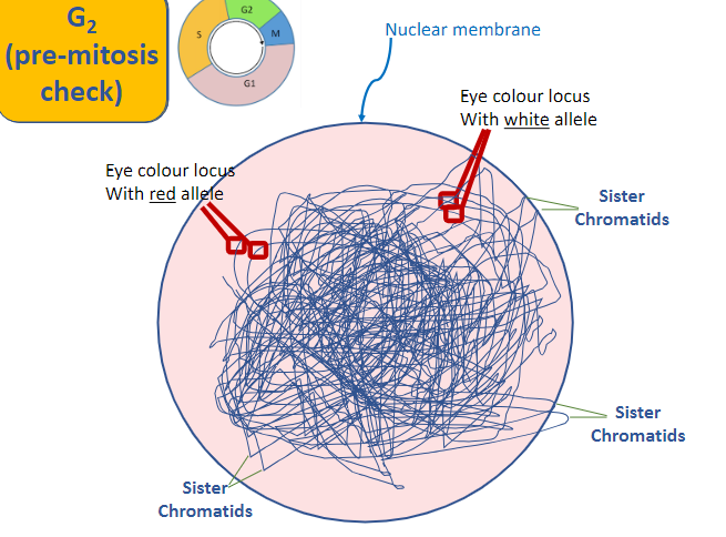 <ul><li><p>sister chromatids scrambled everywhere</p></li><li><p>chromosomes (duplicated and uncondensed)</p></li></ul>