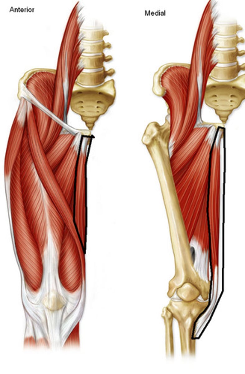 <p>Origin: inferior pubic ramus</p><p>Insertion: medial tibial surface</p><p>Action: adducts and flexes hip</p>