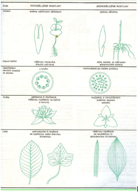 <p>Dvouděložné</p><p>-    	Caltha palustris (blatouch bahení)</p><p>-    	Hepatica nobilis (jaterník podléška)</p><p>-    	Taraxacum officinale (pampeliška lékařská)</p><p>Jednoděložné</p><p>-    	Nardus stricta (smilka tuhá)</p><p>-    	Poa nemoralis (lipnice hajní)</p><p>-    	Juncus effusus – sítina rozkladitá</p>