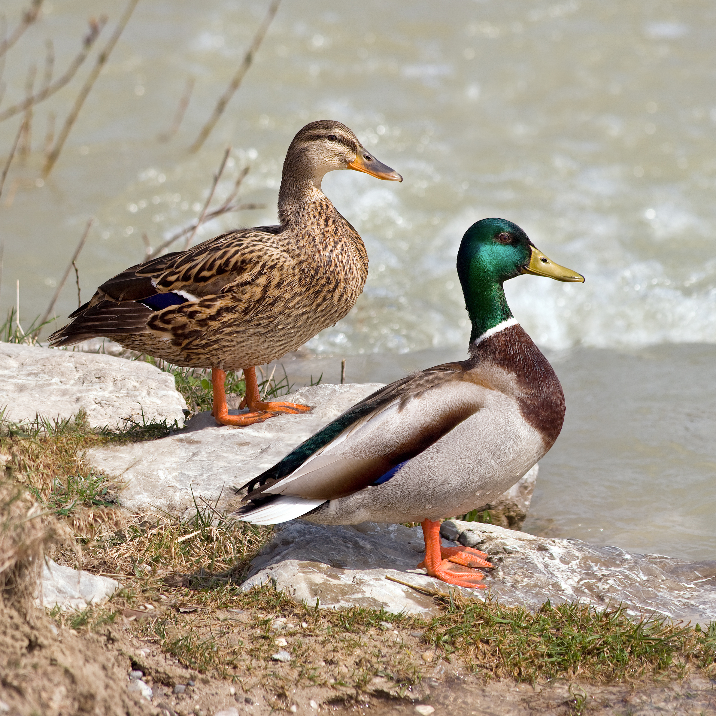 <p>males have a green head, chestnut breast, gray body</p><p>females are mottled brown with orange and black bill splotches</p>