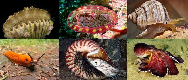 <p>What phylum is this?</p>