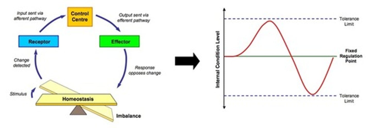 <p>- A system which works to reverse the initial stimulus<br>- It is a type of control used in homeostasis</p>