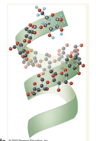 <p>alpha (1-&gt;4) unbranched polymer. Part of starch. Forms into a helix with a large interior core and stabilized by H-bonds</p>