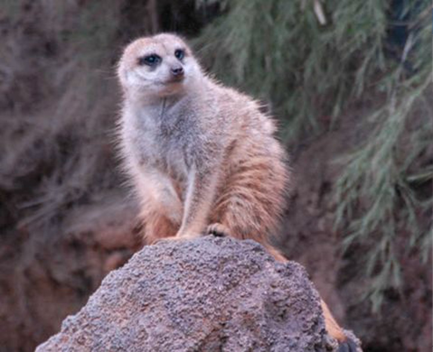 <p>Identify the species shown:</p>