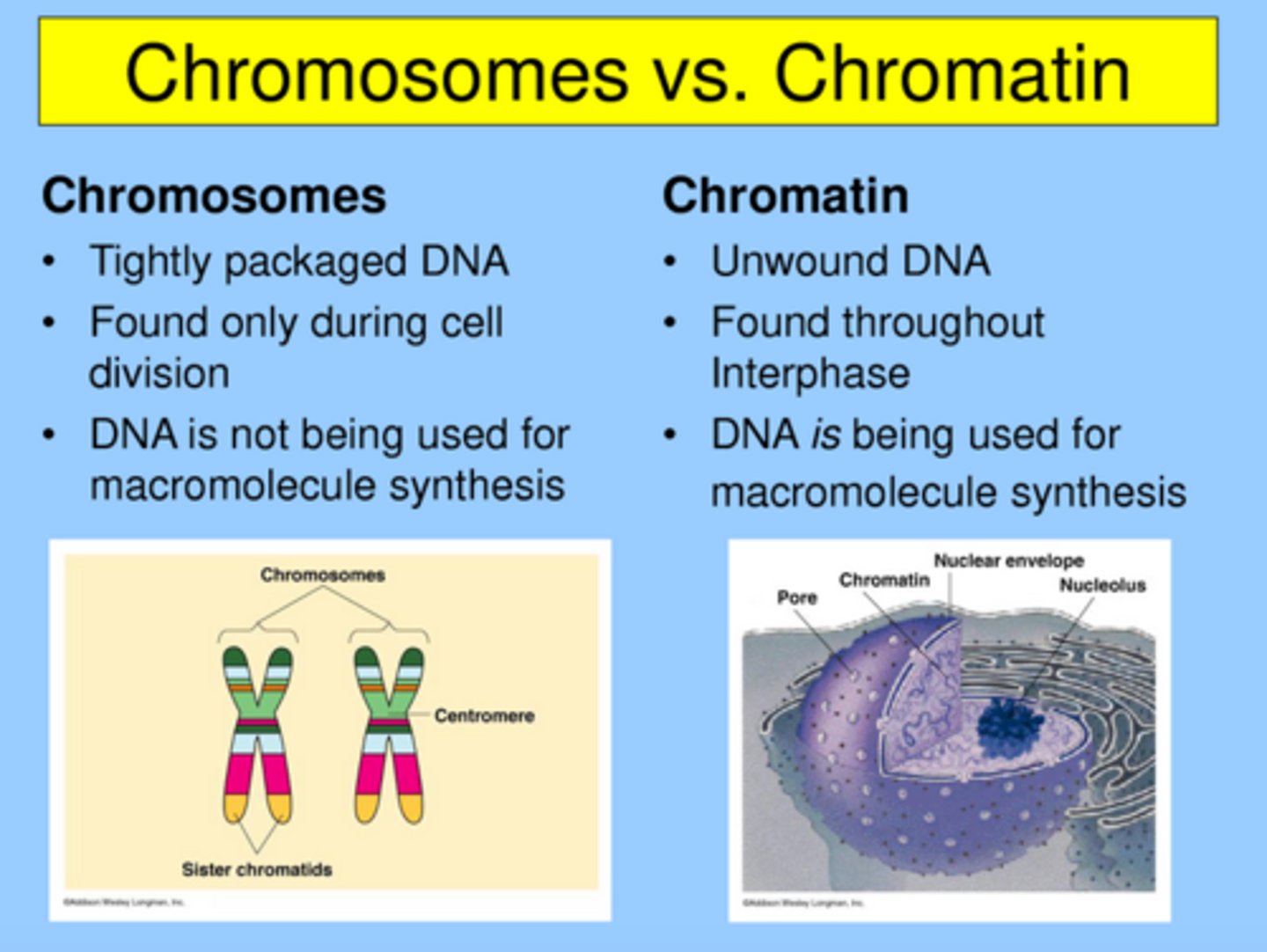 <p>The form of DNA coiled and packed in the nucleus (becomes individual chromosomes when it condenses before cell division)</p>