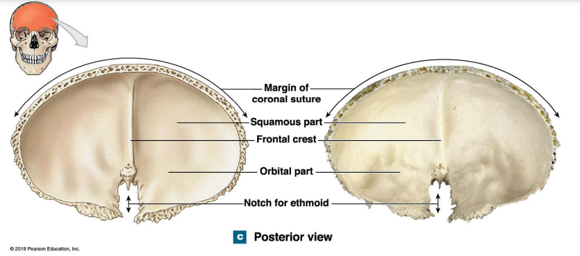 <p>Conforms the shape of the anterior potion of the brain</p><ul><li><p>Margin of coronal suture</p></li><li><p>Squamous part</p></li><li><p>Frontal crest </p></li><li><p>Orbital part</p></li><li><p>Notch for ethmoid</p></li></ul>